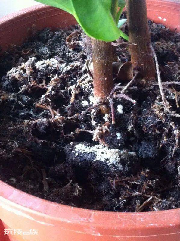 8种给土壤消毒方法(给土壤除虫杀菌的几种好方法)-图片2